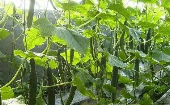 夏季种植黄瓜管理注意什么