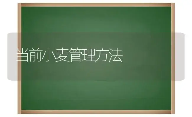 当前小麦管理方法 | 植物科普