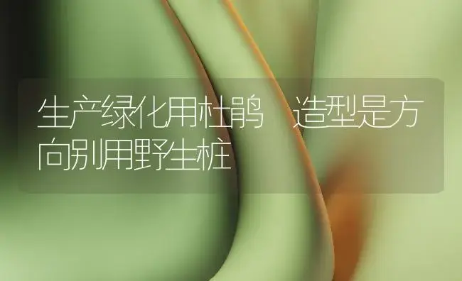 生产绿化用杜鹃　造型是方向别用野生桩 | 植物知识