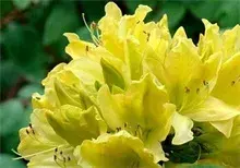 野生杜鹃花可以食用吗？