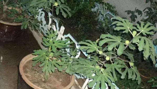 无花果种植技术