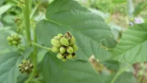 2018种防风赚钱吗？防风种植的利润与投资成本及前景预测