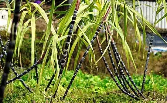 种植甘蔗田间管理五要点，种植户要牢记！
