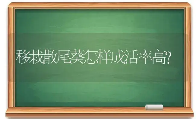 移栽散尾葵怎样成活率高？ | 植物问答