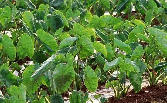 高产芋头的种植管理技术有哪些？