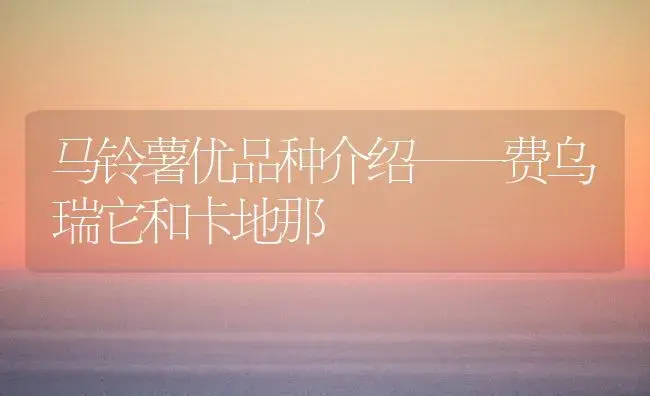 马铃薯优品种介绍——费乌瑞它和卡地那 | 植物科普