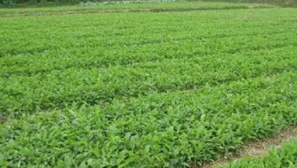 防风种植技术 防风种植时间及栽培方法