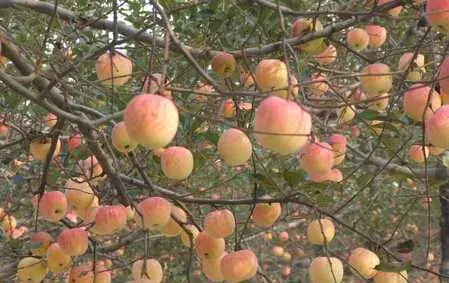 种苹果之苹果园土壤管理技术要点