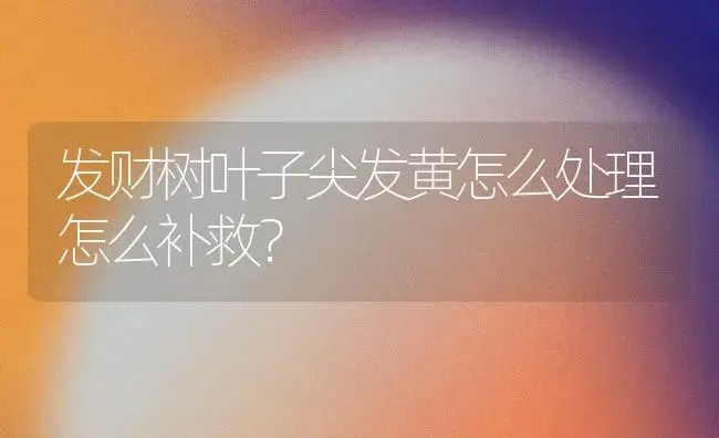 发财树叶子尖发黄怎么处理怎么补救？ | 植物问答