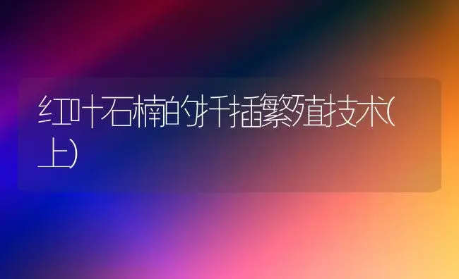 红叶石楠的扦插繁殖技术(上) | 植物科普