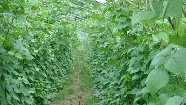 架豆王种植技术和要求