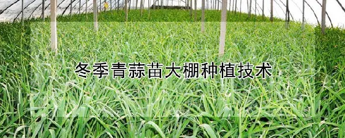 冬季青蒜苗大棚种植技术