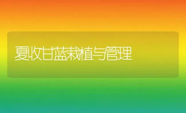 夏收甘蓝栽植与管理 | 植物科普