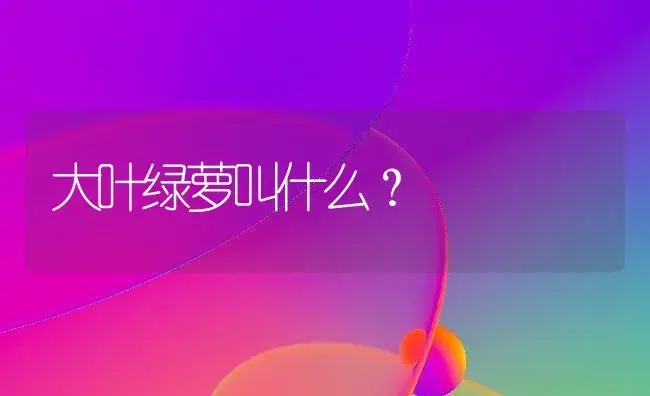 大叶绿萝叫什么？ | 植物问答