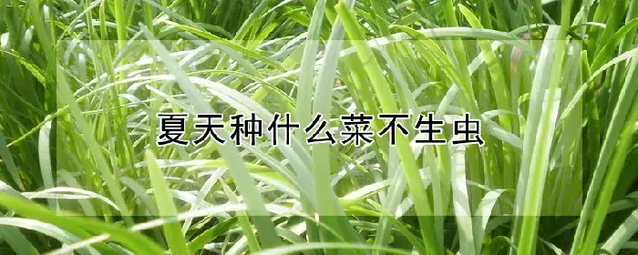 夏天种什么菜不生虫