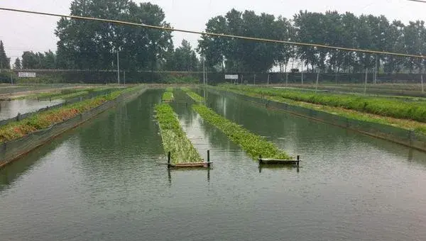 空心菜无土栽培技术