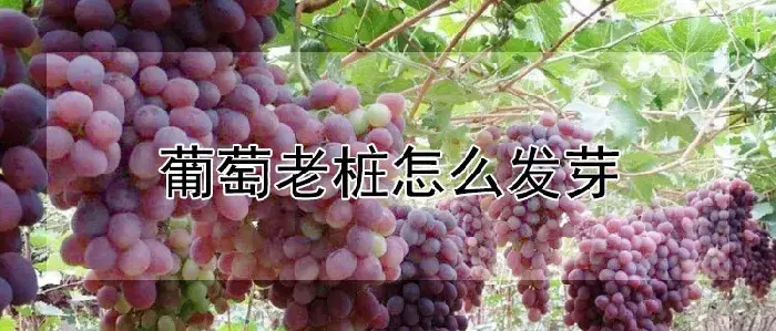 葡萄老桩怎么发芽