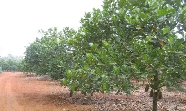 菠萝蜜高产栽培学习侠