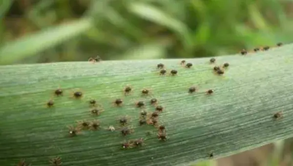 红蜘蛛什么时候进入高发期？红蜘蛛防治技巧