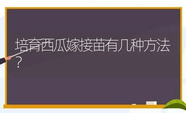 培育西瓜嫁接苗有几种方法？ | 植物科普