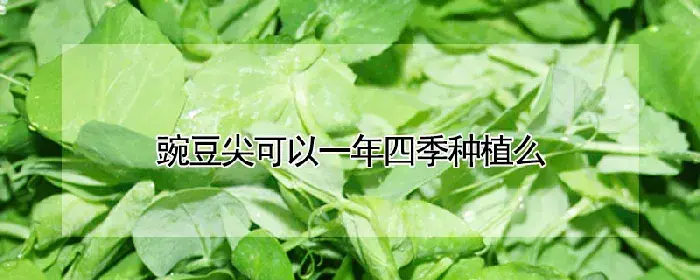 豌豆尖可以一年四季种植么