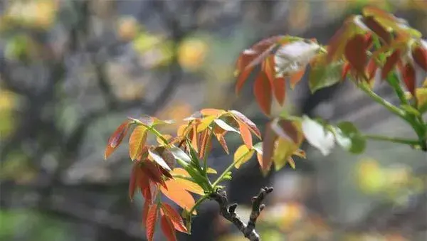 香椿苗种植方法