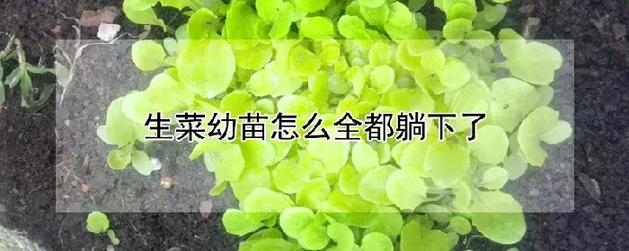 生菜幼苗怎么全都躺下了