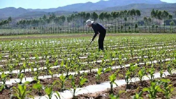 高产高质苞谷种植技巧方法