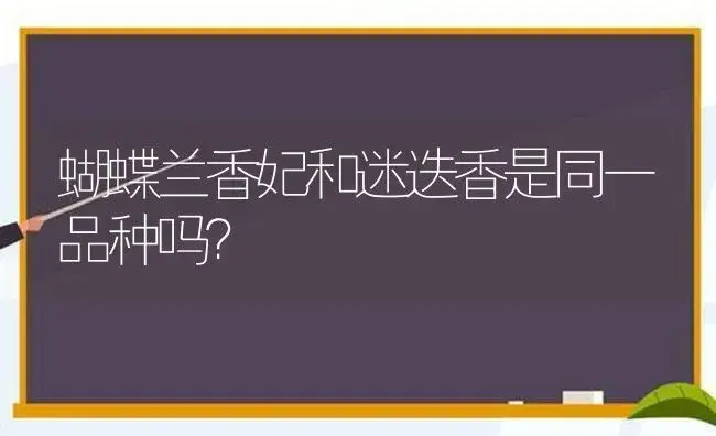 蝴蝶兰香妃和迷迭香是同一品种吗？ | 植物问答