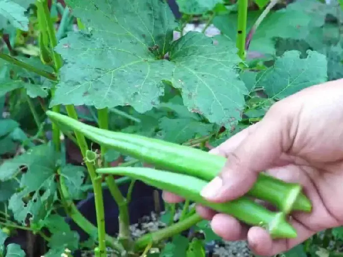 秋葵种植技术 如何有效种植秋葵？