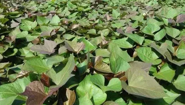 紫薯的种植方法 发芽紫薯怎么种