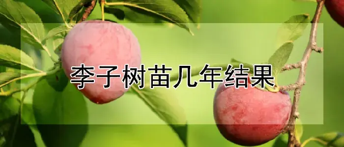 李子树苗几年结果