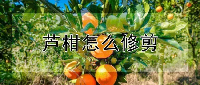 芦柑怎么修剪