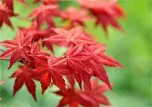 红枫品种——日本红枫