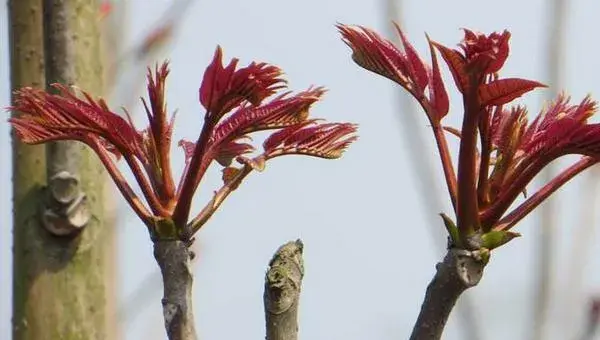 香椿科学种植技术