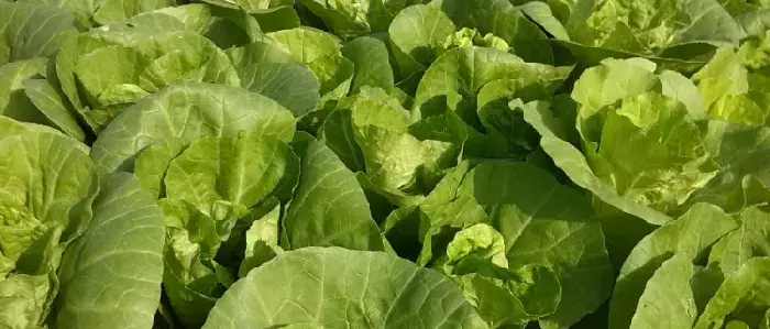 快菜的种植温度和时间