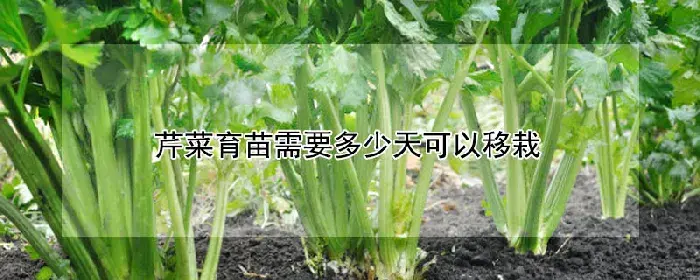 芹菜育苗需要多少天可以移栽