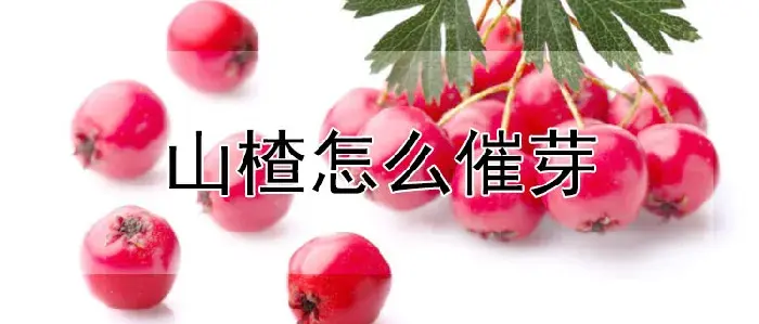 山楂怎么催芽