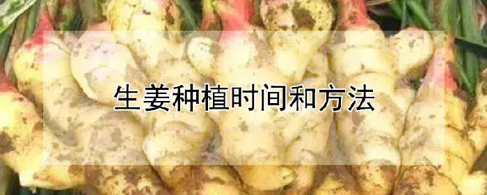 生姜种植时间和方法