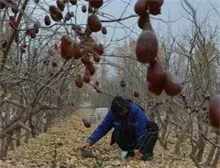 阿拉尔垦区吊干红枣助职工增收