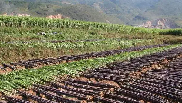 甘蔗怎么种 甘蔗种植技术与注意事项