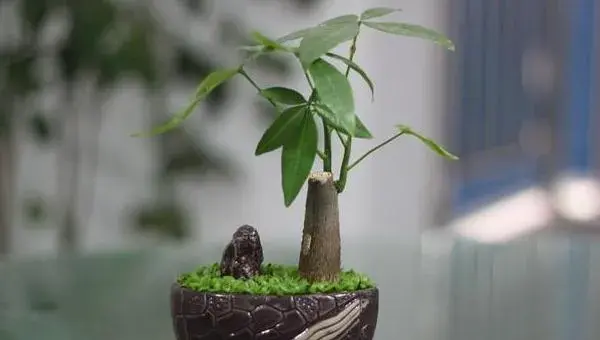 小发财树怎么养 如何盆栽养好发财树