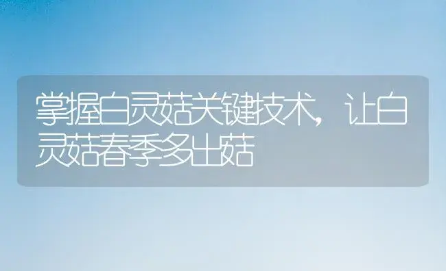 掌握白灵菇关键技术，让白灵菇春季多出菇 | 植物科普