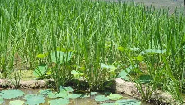 2018种茭白赚钱吗？茭白种植的利润与投资成本及前景预测
