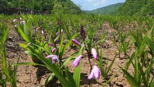 白芨种植技术 白芨种植什么季节种植