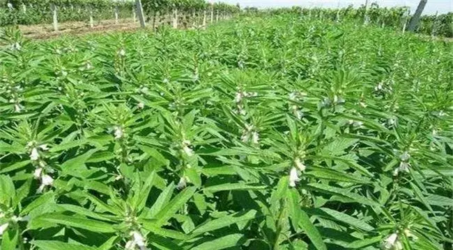 白芝麻的种植技术要点