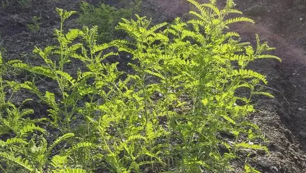 种黄芪的最佳环境