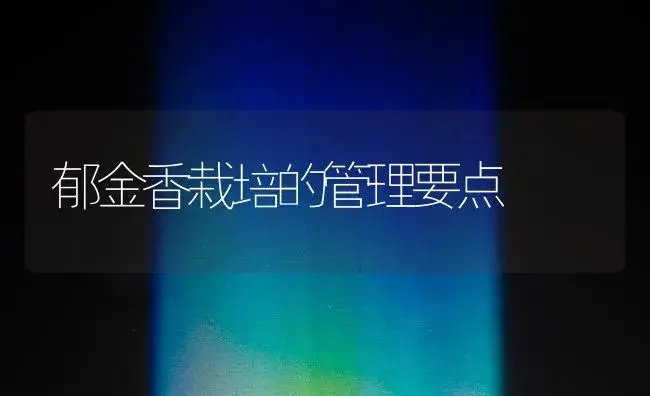 郁金香栽培的管理要点 | 植物知识