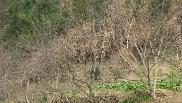 山茱萸种植技术  山茱萸的田间管理