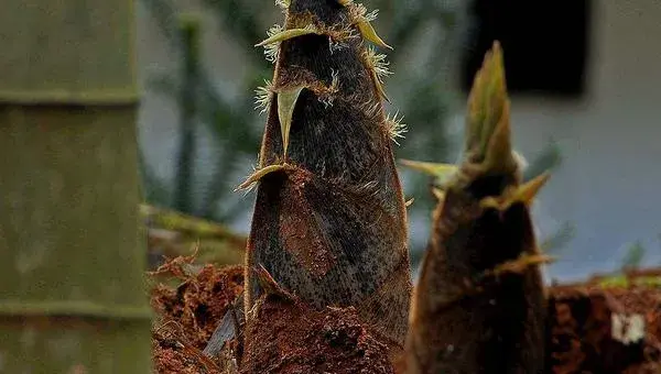 2018种竹笋赚钱吗？竹笋种植的利润与投资成本及前景预测